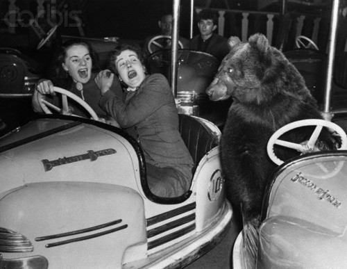 Bear Driving a Bumper Car